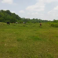 فروش-فوری-سه-هکتار-زمین-باغی-گیلان-احمدسرگوراب