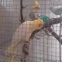 عروس هلندی گمشده. مژدگانی میدم