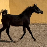 کره نریان عرب مصری ۲سر وارداتی پرخون