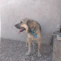 سگ نگهبان