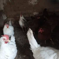 قاز محلی و مرغ محلی فریک|حیوانات مزرعه|تاکستان, |دیوار