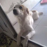 واگذاری سگ آپارتمانی