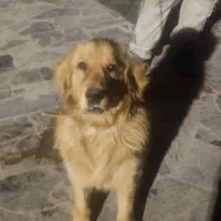 داگو گلدن بوردرکولی