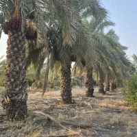 فروش باغ و زمین کشاورزی