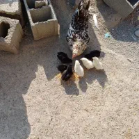 مرغ چهل تاژبا ۷ جوجهج