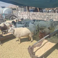 گوسفند زنده