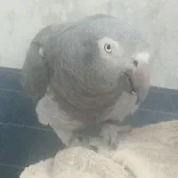 کاسکو دم شکلاتی