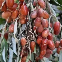 انواع نهال سنجد