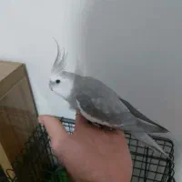 یک جفت عروس هلندی و یک جوجه|پرنده|ایلام, |دیوار