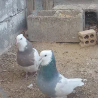 جفت طوقی عروسک