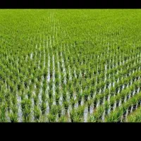 زمینی بمساحت 3500متر زمین کشاورزی واقع خمیران شفت