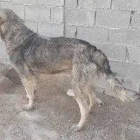 توله سگ پژدر