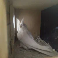 عروس هلندی نر البینو|پرنده|کرج, حصارک پایین|دیوار