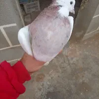 کبوتر طوقی سرول|پرنده|ابهر, |دیوار