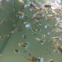 فروش ماهی گوپی کوپی