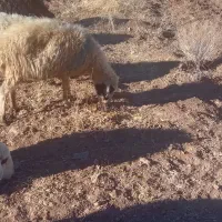 فروش ۷راس میش بومی|حیوانات مزرعه|فریدونشهر, |دیوار