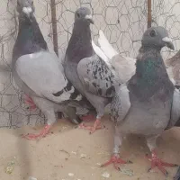 کبوتر المانی پلاکی جوانه