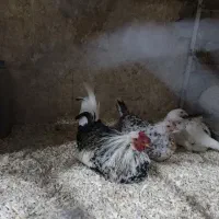 نیمچه و مولد های ویژه|حیوانات مزرعه|قم, بوستان جوان|دیوار