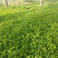 زمین-تنگگ2