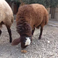 سه تا بره  سر حال  برای پروار   وقربانی   عالی