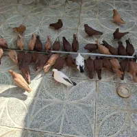 فروش کبوتر