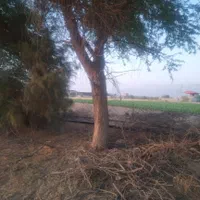 قطع نخل و درخت با خرید چوب درخت|خدمات باغبانی و درختکاری|بوشهر, |دیوار