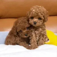 پودل سایز0تاینی توی رنگ بندی با ق باورنکردنی|سگ|مشهد, وکیلآباد|دیوار