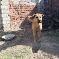 ماده شکم طلا|سگ|سرعین, |دیوار