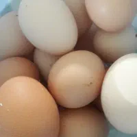 تخم مرغ محلی تازه ودرشت