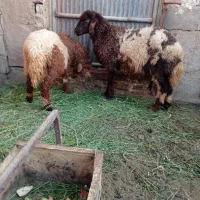 بره نرینه