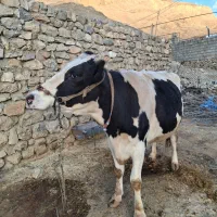 سوپر گاو شیری|حیوانات مزرعه|الیگودرز, |دیوار