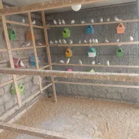 فنچ