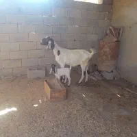 بز سرحال|حیوانات مزرعه|شادگان, |دیوار