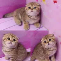 بچه‌گربه از همه‌ ‌نژادها / پت‌شاپ