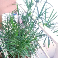 گل ناز،بیدی،بن سای ،کاکتوس صخره،آلوئه ورا