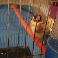 سهره|پرنده|قزوین, |دیوار