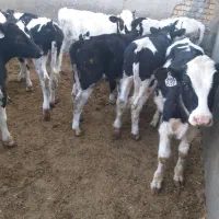 گوساله نر قطع شیر|حیوانات مزرعه|خنجین, |دیوار