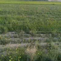 زمین-در-جمع-آب