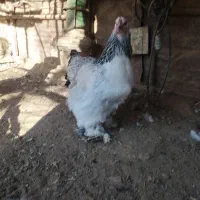 مرغ خروس وارداتی اصل برهما|حیوانات مزرعه|بانه, |دیوار