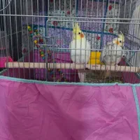 یک جفت عروس هلندی نروماده