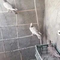 سه عدد کبوتر نامور اس|پرنده|کنگاور, |دیوار