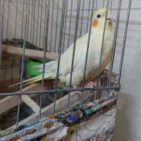 عروس هلندی|پرنده|اقبالیه, |دیوار