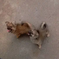 پامر خرسی سایز صفر  فقط تماس