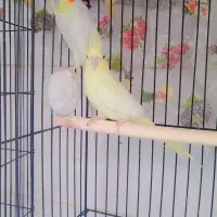 فروش 2 جفت عروس هلندی