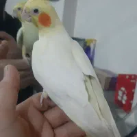 سلام عروس هلندی ماده گم شده