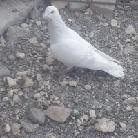 کفتر نر مصری|پرنده|بیرجند, |دیوار