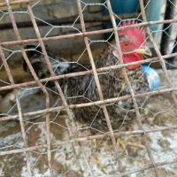 خروس|حیوانات مزرعه|اهواز, گیت بوستان|دیوار