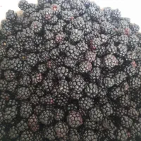 تمشک تازه چین