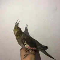 یک عدد عروس هلندی نر|پرنده|پاکدشت, شهرک امام رضا|دیوار