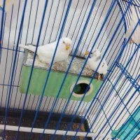 مرغ عشق آماده